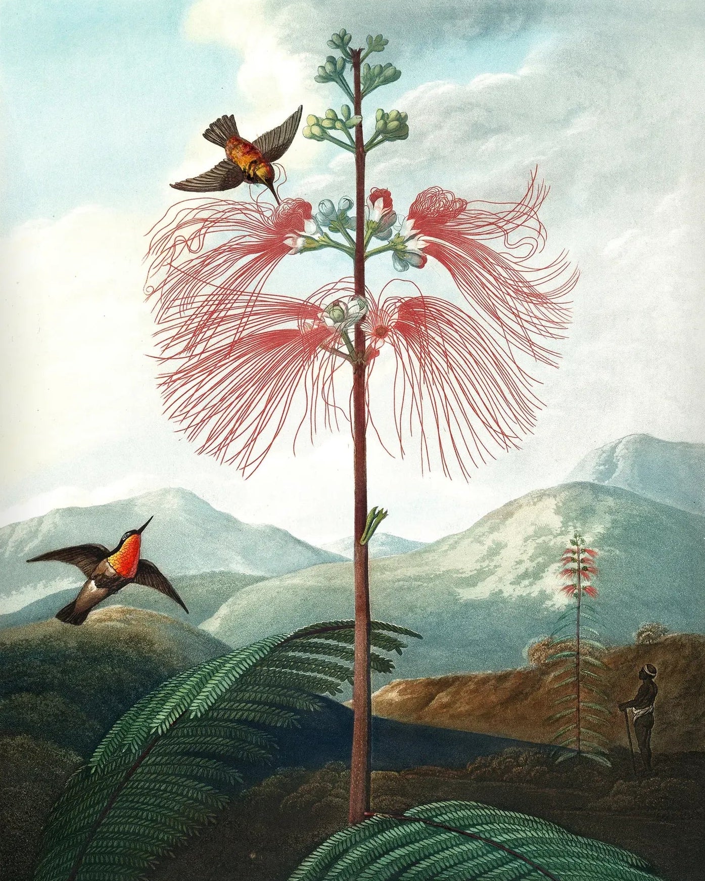 Papel Mural Flor del Colibrí Portis
