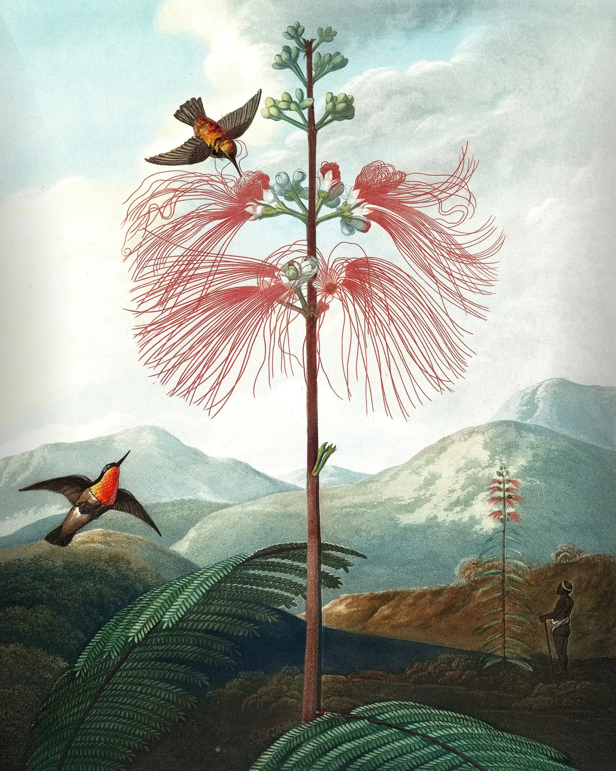 Papel Mural Flor del Colibrí Portis