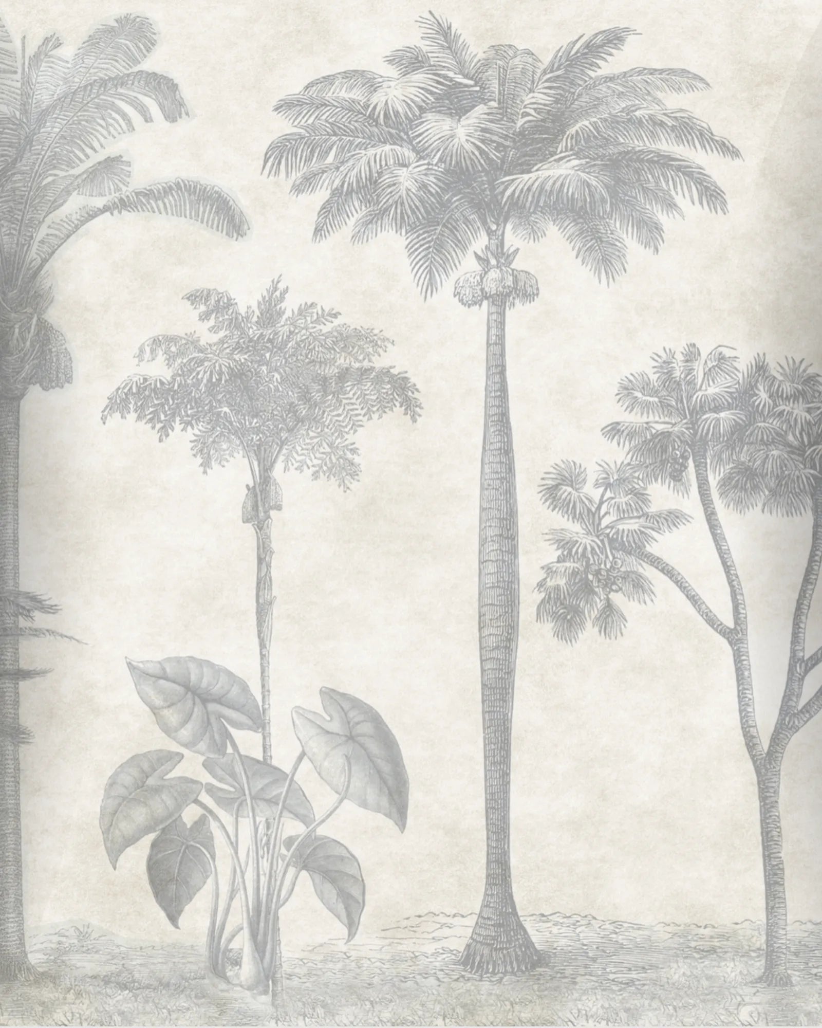 Papel Mural Palmeral Antiguo Portis