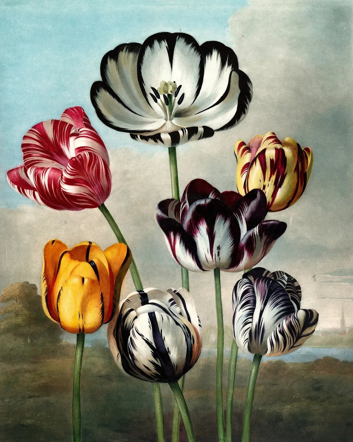 Papel Mural Tulipanes Imperiales Portis