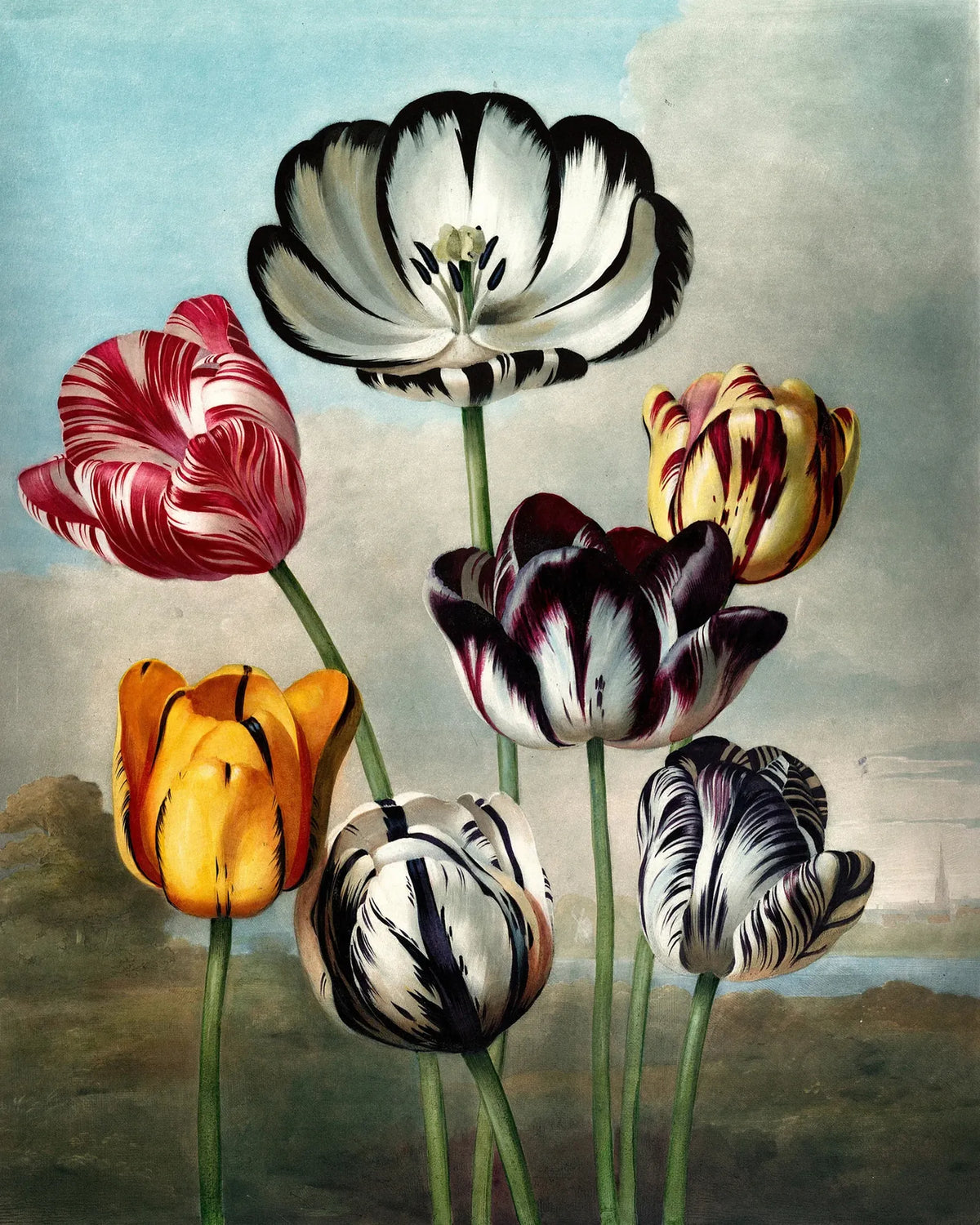 Papel Mural Tulipanes Imperiales Portis
